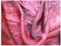 Red & Bordeaux Silk ‘Tichel’ Headscarf by Galilee Silks